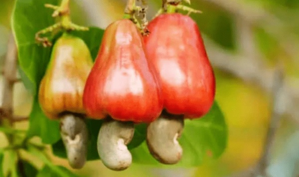 Cashew farmers demand fair price from gov’t