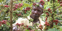 A coffee farmer in Nyeri