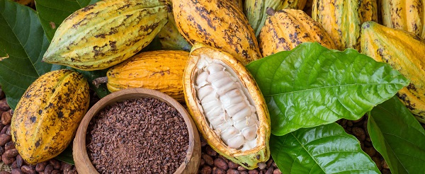 Women have smaller plots for cocoa farming than men