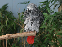 African Grey Parrot