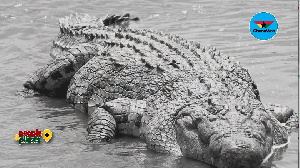 Togbi Tsali had a crocodile as his close companion