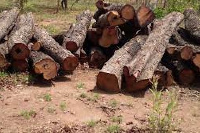 Impounded rosewood logs | File photo