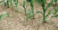 The early maturing maize varieties included Wandata, Sansasima and Pan 12