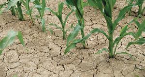 The early maturing maize varieties included Wandata, Sansasima and Pan 12