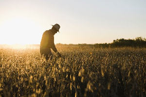 Farmers Whopp