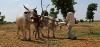 Gangs often raid villages in northwest Nigeria, stealing cattle and kidnapping for ransom