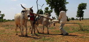 74 cattle have been killed by the angry residents