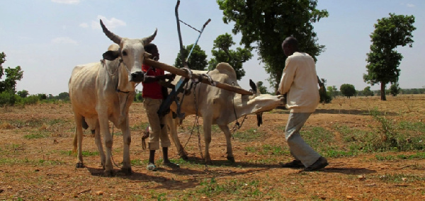 74 cattle have been killed by the angry residents