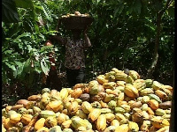 Cocoa is a major cash crop for Ghana