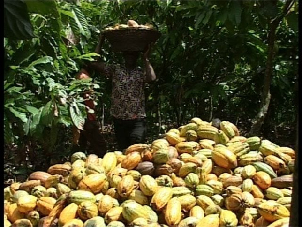 Cocoa farmers said they need their monies or they do the unthinkable