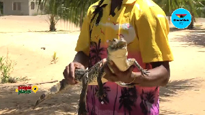 A young crocodile at the Ada Island Zoo