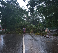 An uprooted tree in the middle of a road