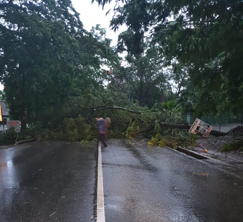 An uprooted tree in the middle of a road