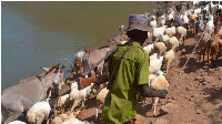 An armed herder in Turkana West, Kenya escorting his livestock