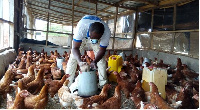 Ignatius Seweh feeding the birds at his poultry farm