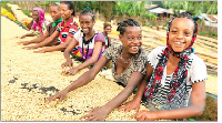 Ethiopian girls sorting coffee beans