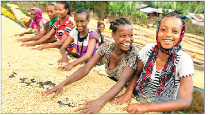 Ethiopian Girls Sorting Coffee Beans