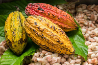 The price of Cocoa was stable on the market today