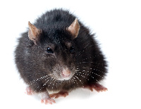 Lasser Fever is mainly tranmitted through rodents and has killed close to 300 people in Nigeria