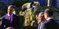 Wang Wang the panda looks on as Chinese premier visits Adelaide Zoo