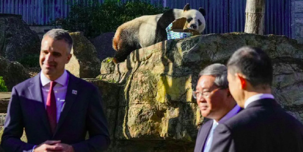 Wang Wang the panda looks on as Chinese premier visits Adelaide Zoo