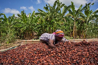 Cocoa earnings have been steadily dropping since 2021's peak of $2.1 billion