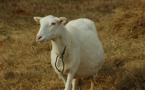 White Sheep