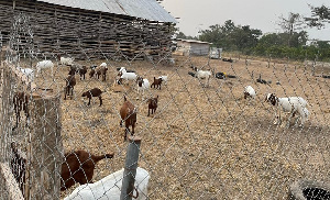 Goat Rearing 22