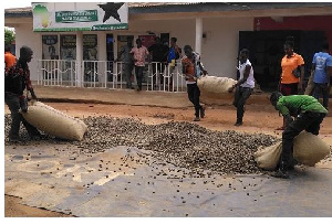 CASHEW FARMING