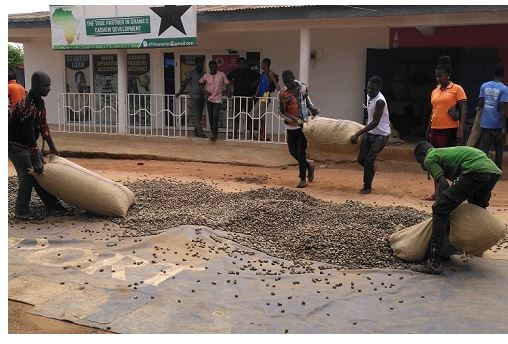 Farmers drying cashew nuts