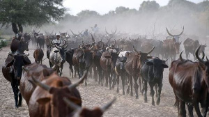 Angola Cattle