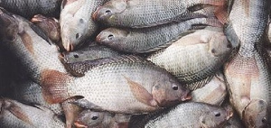 Harvested Fish 390x185