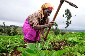 Farmers' Day in Ghana is celebrated on the first Friday of December each year