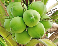 Coconut production in Ghana