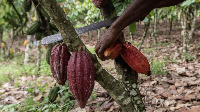 Cocoa Pods Ready For Harvest