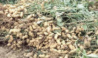 Groundnut