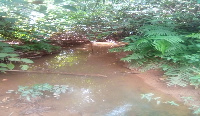 Residents share the same stream with animals