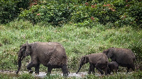 Nearly 90% of Gabon be forest wey dey catch more carbon than the one wey dey comot from di kontri