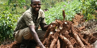 File photo of a cassava farmer