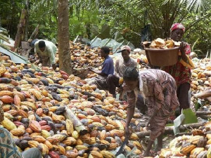 Some local cocoa farmers