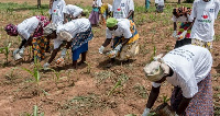 Some farmers applying fertilizer to their crops