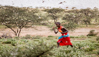 Kenyan farmers have resorted to drumming to scare of locusts