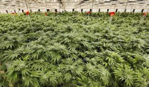 Lesotho, South Africa and Zimbabwe have legalized the use of marijuana