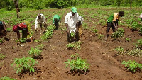 Farmers in Ghana are being celebrated today for their contributions to growth in the country