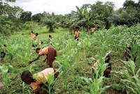 File Photo of school children working on a farm