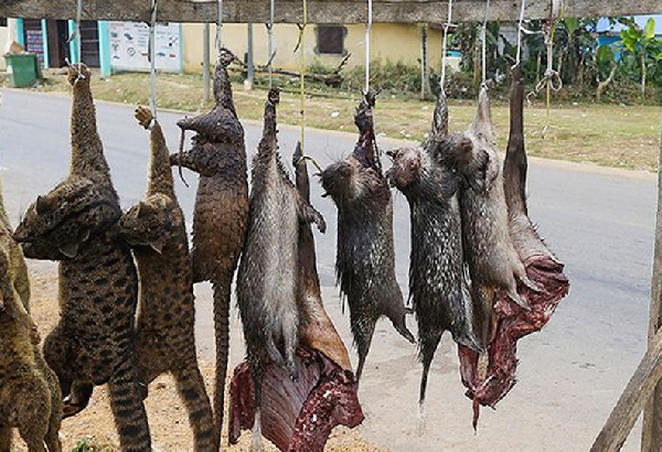 The ban includes hunting, capturing wildlife, and trading bushmeat, except for licensed grasscutters