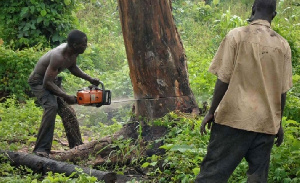 One person has been arrested by authorities after Illegal loggers invaded Sumborun