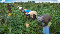 Farmers working on their farm