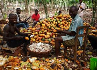 File photo of Cocoa farmers