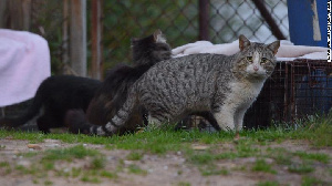 Feral Cats Kill